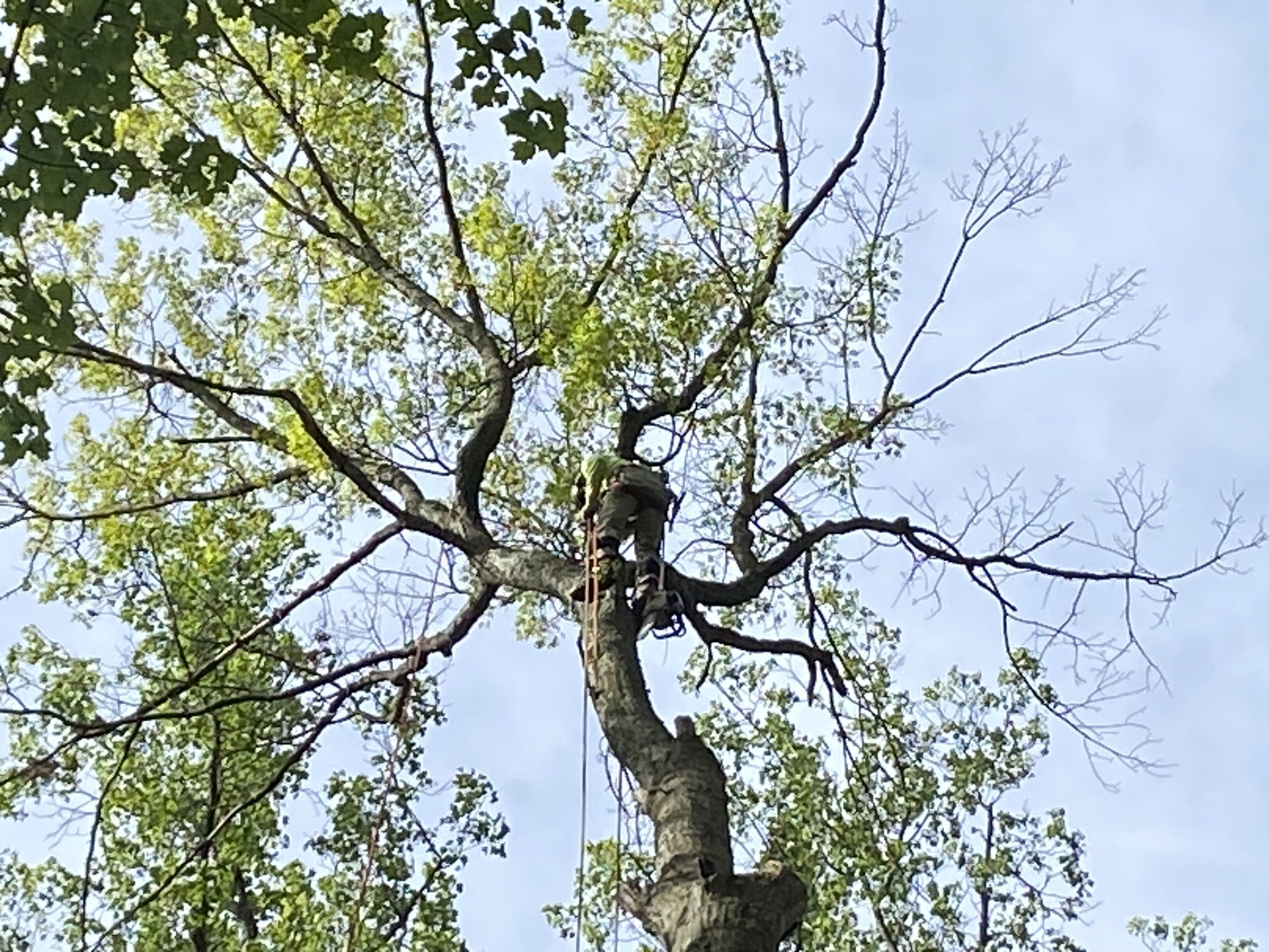 Tree climber in tree with chainsaw