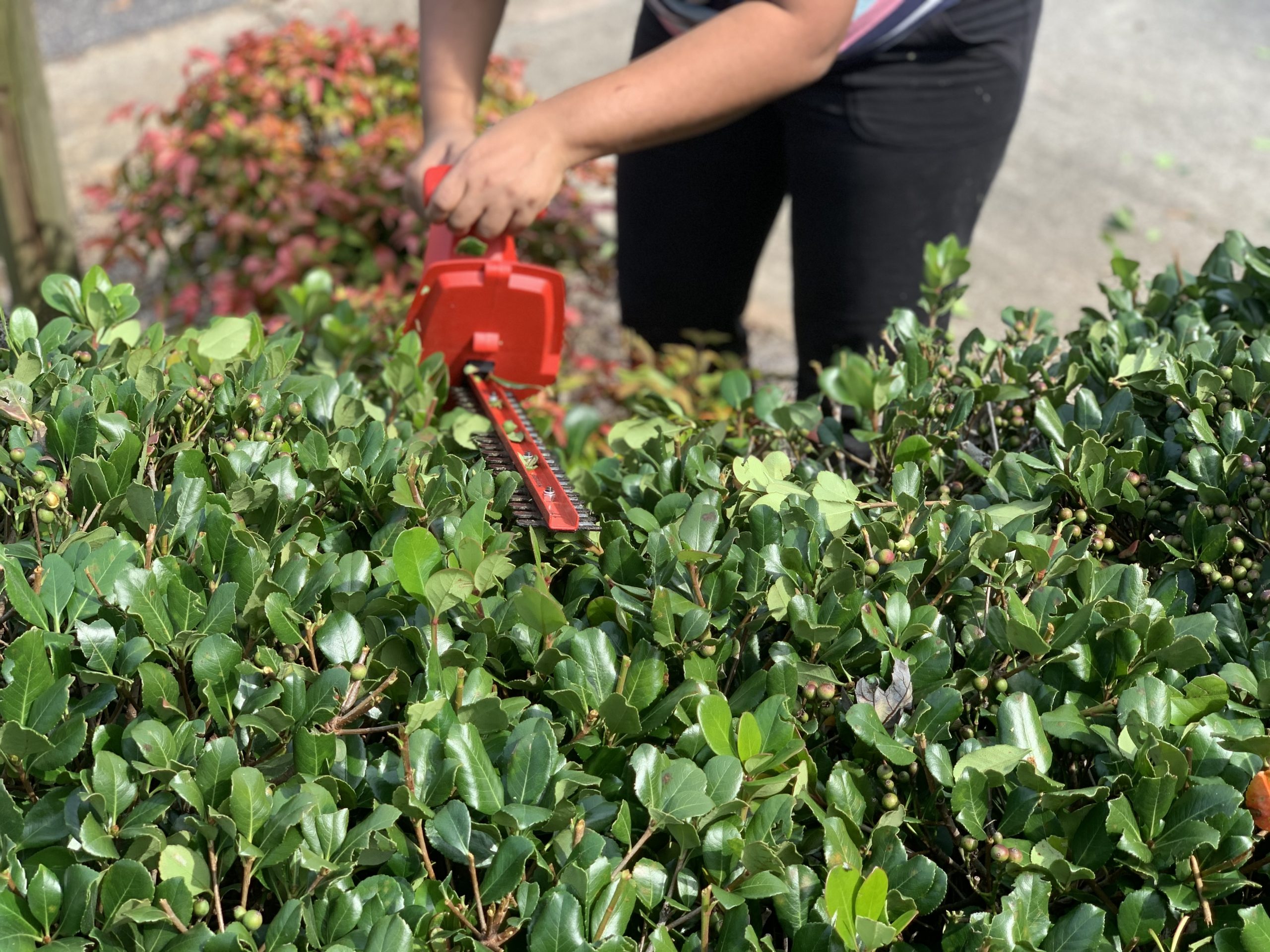 trimming hedges