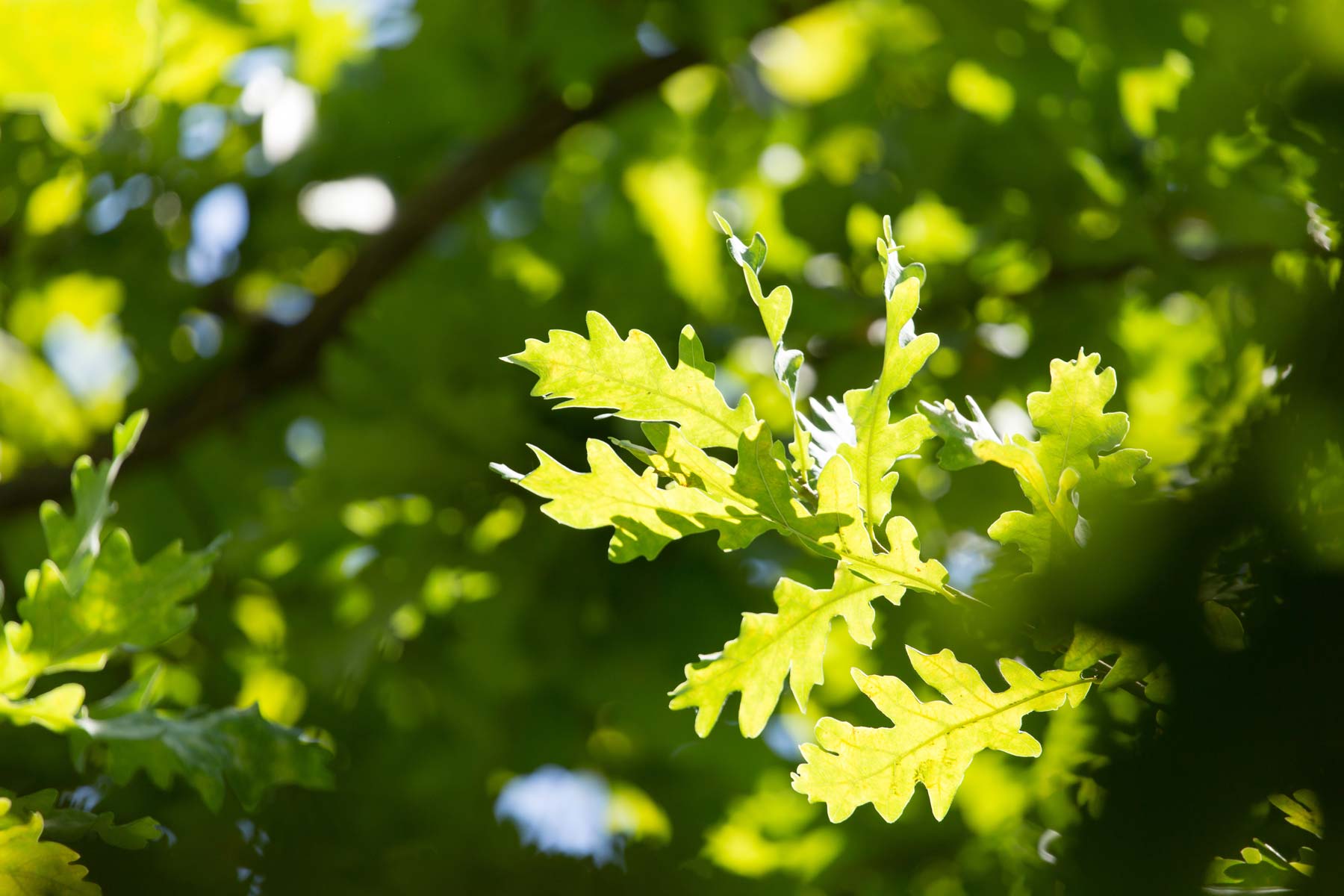 spring tree care