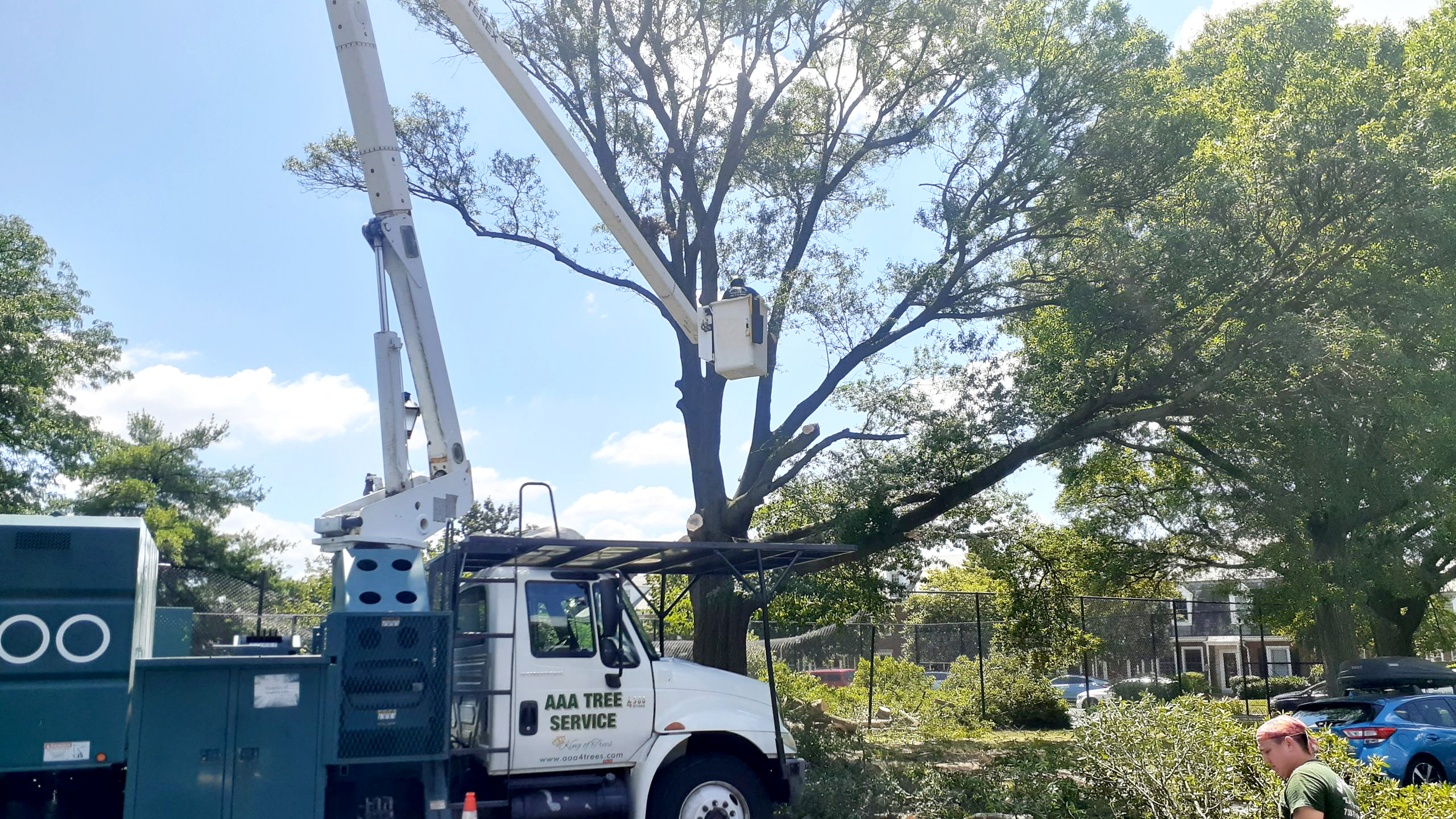 tree service company using bucket truck for removal