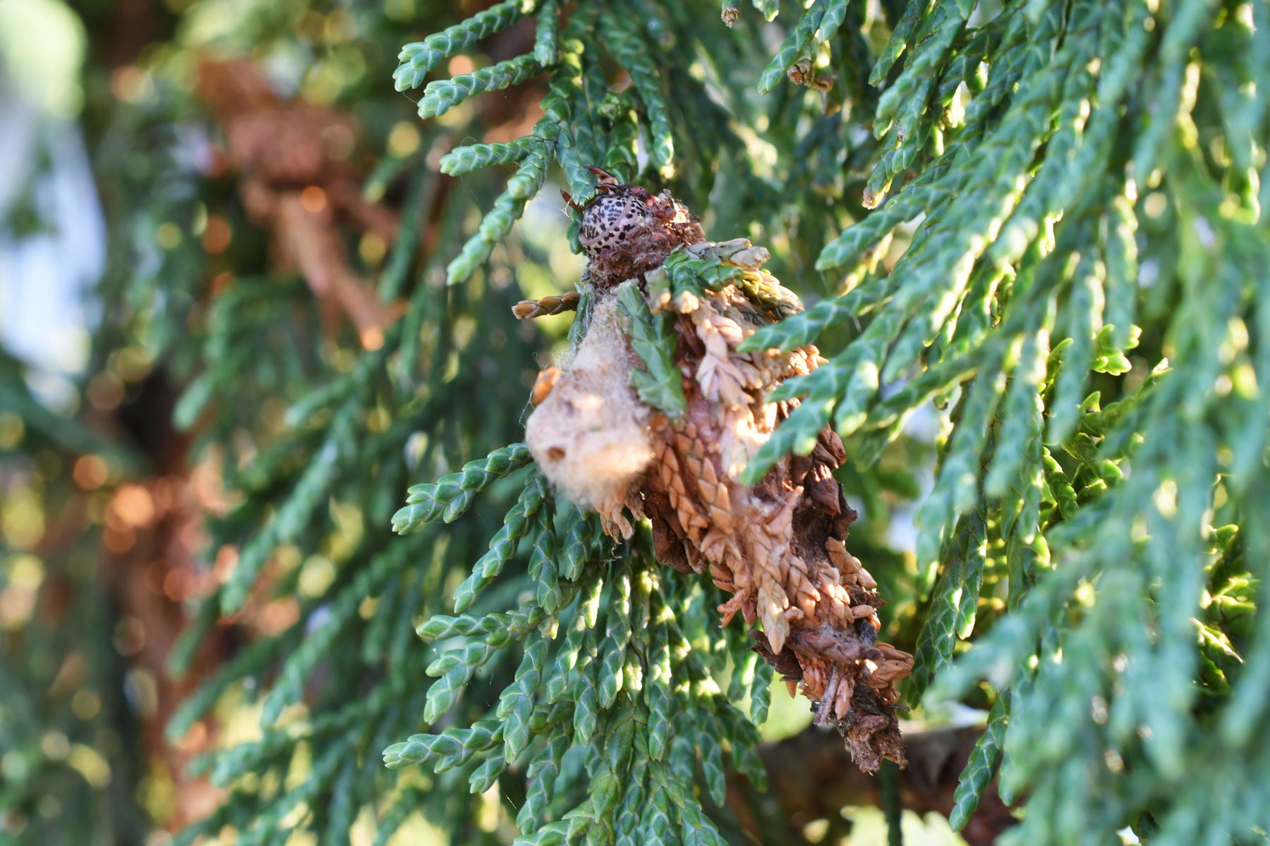 bagworm tree pests