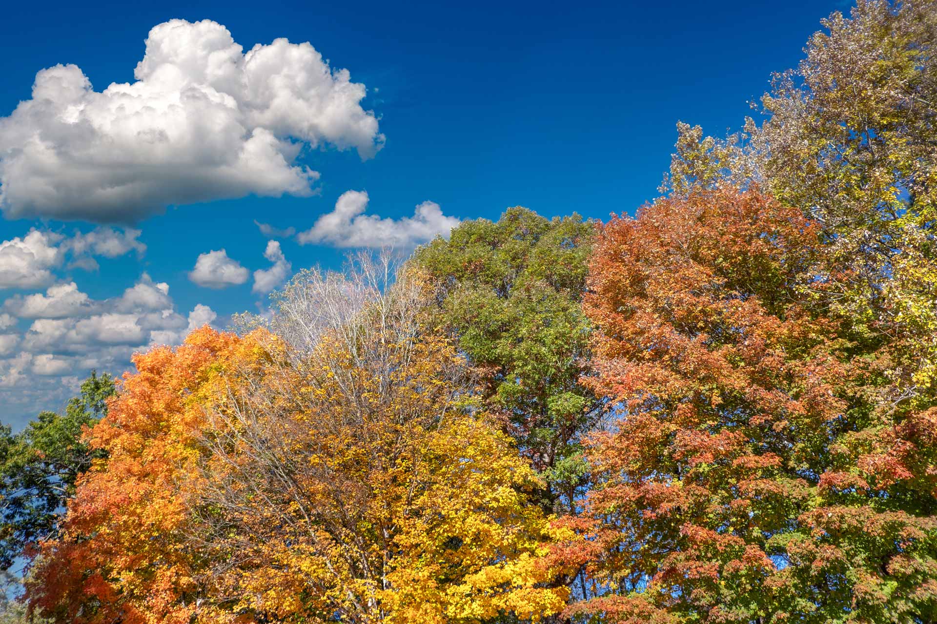 fall tree care in virginia