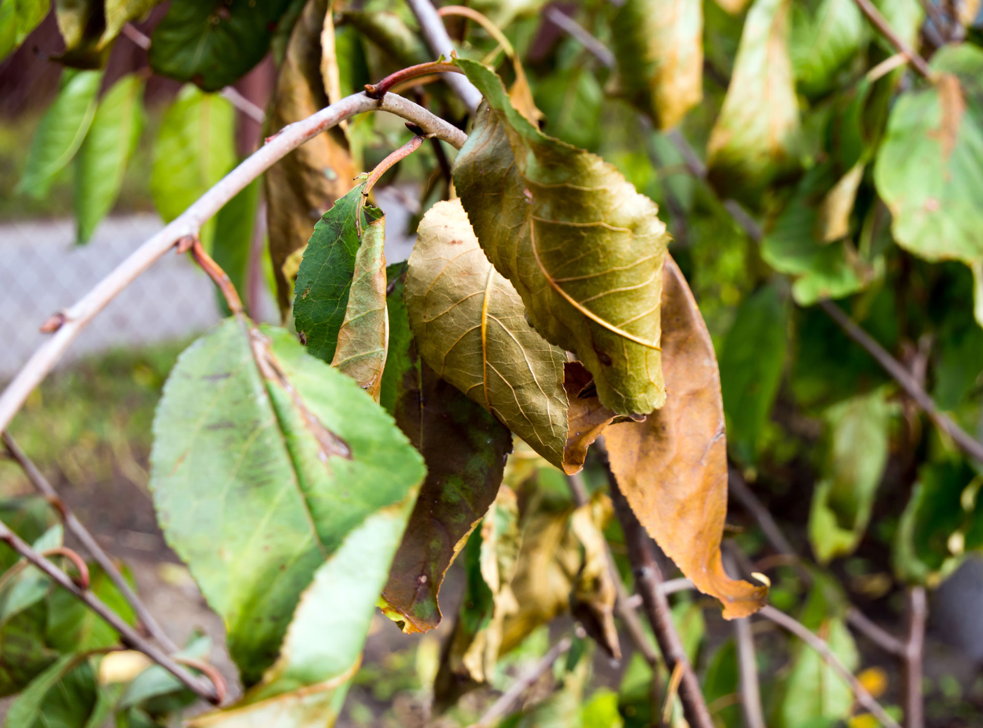 Drought Affects Your Trees and can cause wilted leaves